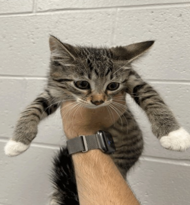 View Gaston the Cat Photo #2